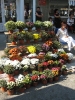 Oplenacka berba 2011_34