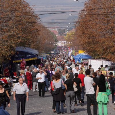 oplenacka_berba_2011_4_20111101_1175373167