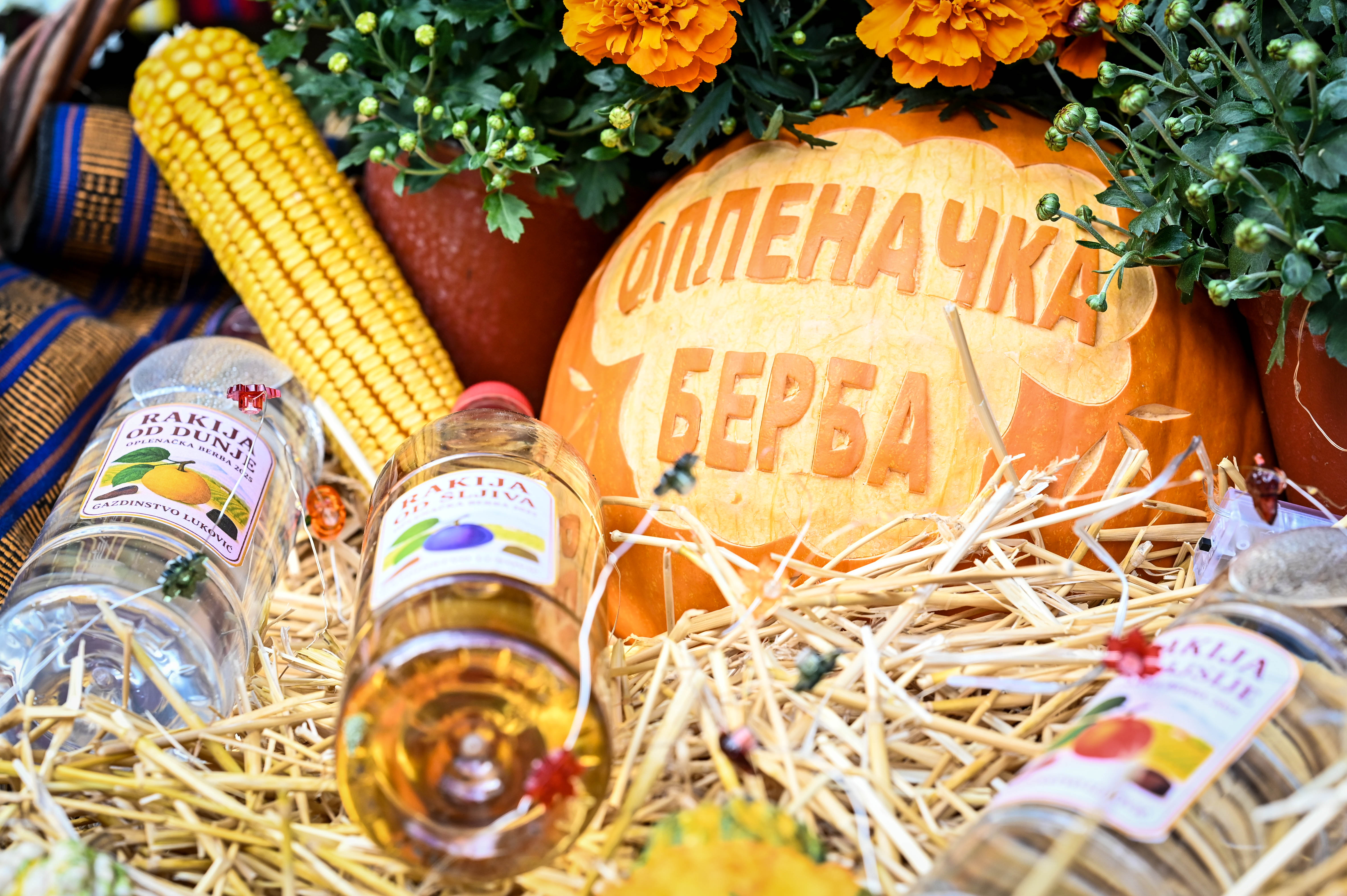 ОПЛЕНАЧКА БЕРБА У ИЗБОРУ ЗА НАЈБОЉУ МАНИФЕСТАЦИЈУ